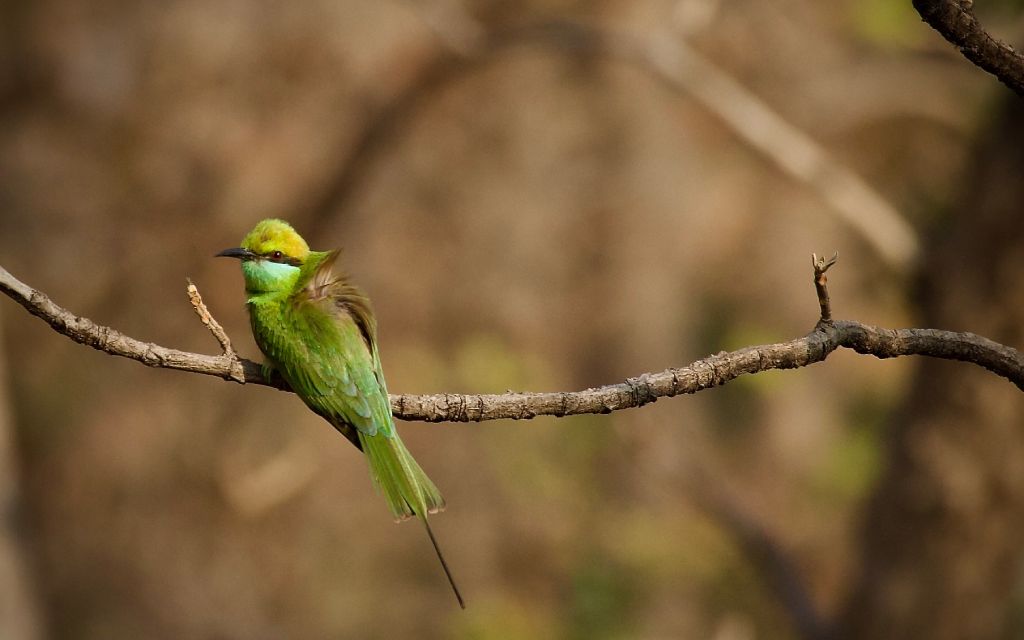 Bird photography in Tipeshwar Sanctuary