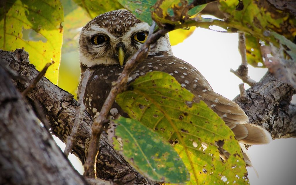 Owl in the forests of Tipeshwar