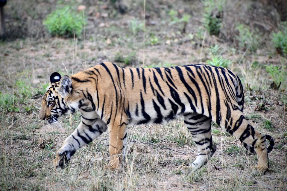 The Royal Bengal Tiger