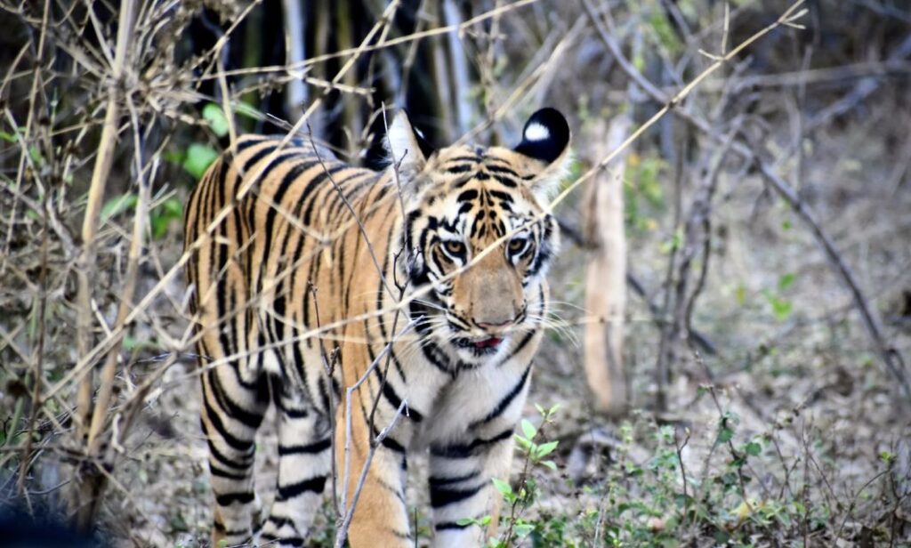 Tiger Sightings at Tipeshwar Sanctuary