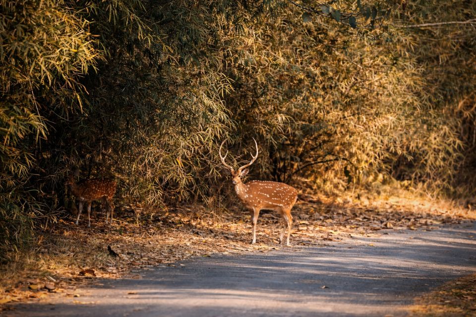 Deer in the forest of Tipeshwar