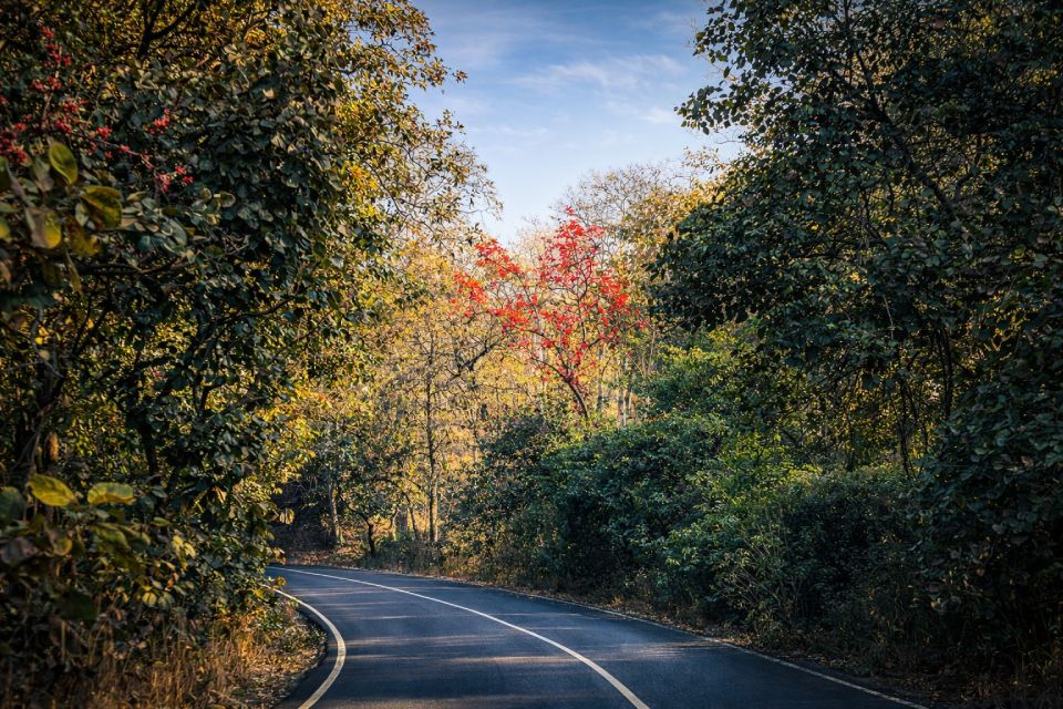 Burst of spring along the forest roads